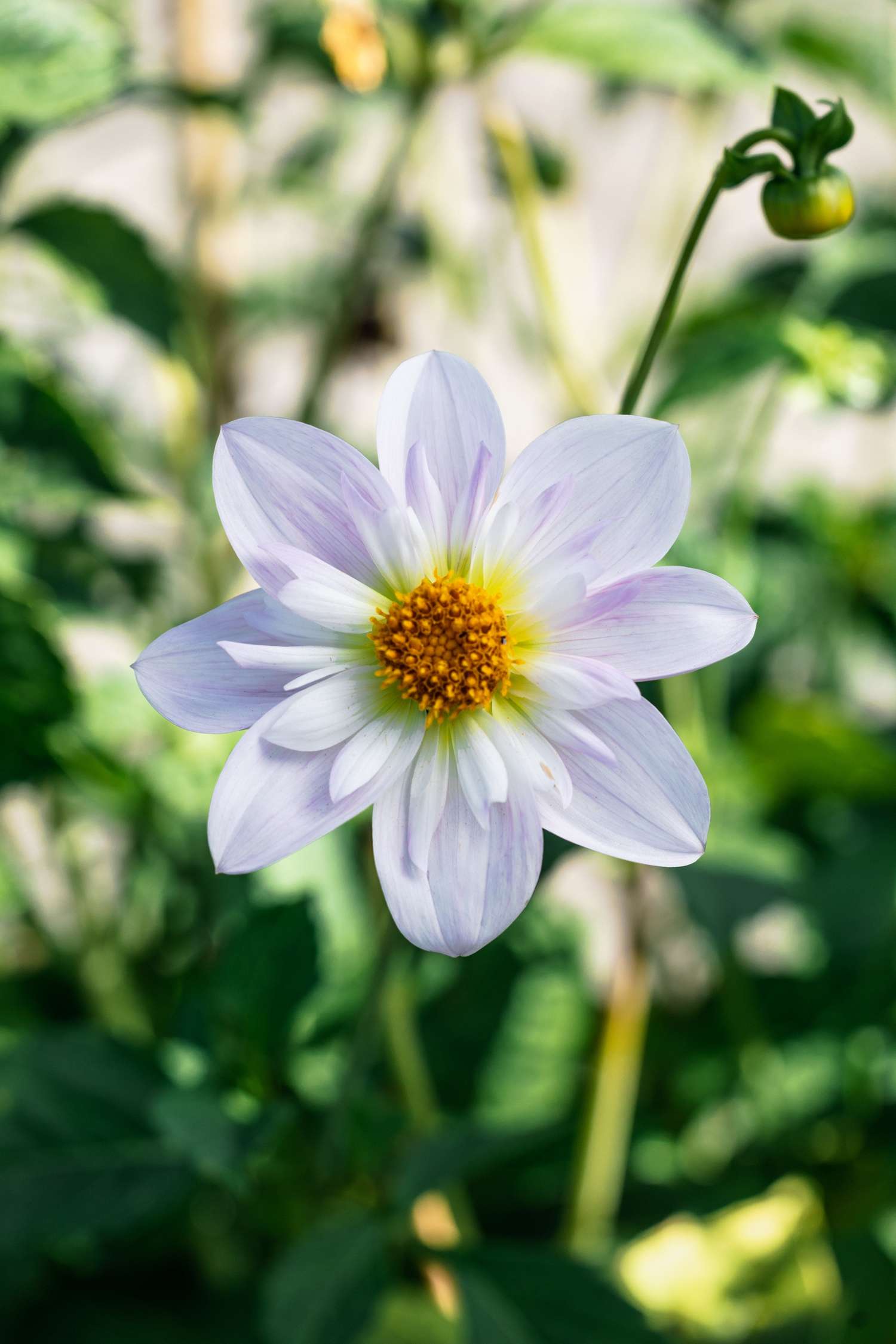 Dahlie 'Teesbrooke Audrey'